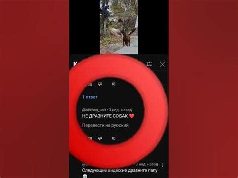 не дразните собак перевод на русский - YouTube