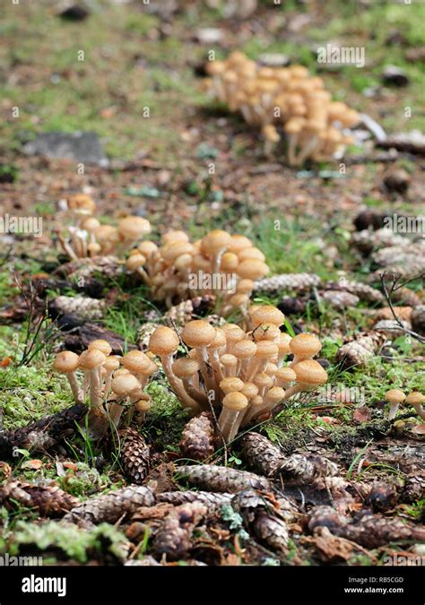 Northern Honey Fungus Armillaria Borealis An Edible Mushroom From