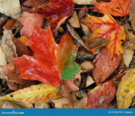 Colorful Autumn Leaves on Forest Floor Closeup Stock Photo - Image of ...