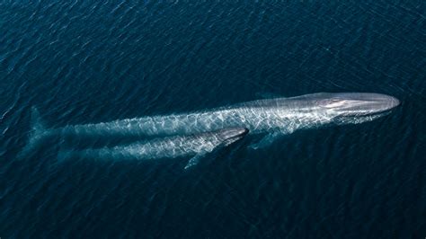 Ocean with David Attenborough - The Eden Magazine