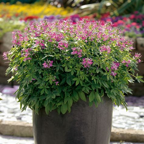 Spider Flower | Señorita Rosalita® | Proven Winners® Annuals – Proven