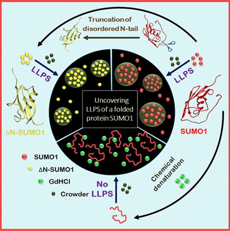 Phase Separation And Aggregation Of A Globular Folded Protein Small