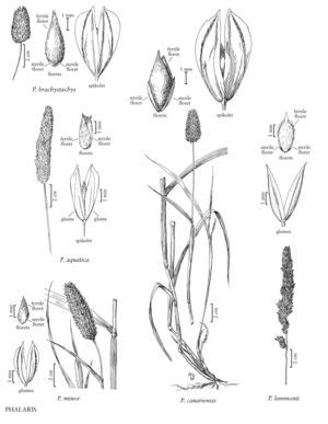 Phalaris aquatica - FNA