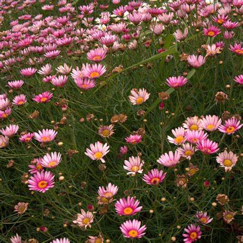 Argyranthemum x frutescens