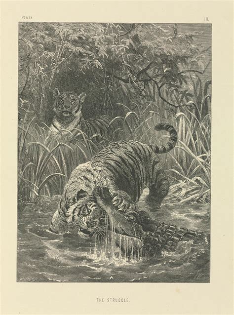 Tiger And Crocodile Photograph by Natural History Museum, London ...