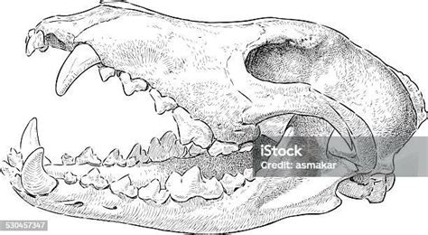 tengkorak serigala ilustrasi stok  gambar  anjing