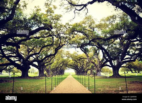 Oak Alley Path (Louisiana, USA Stock Photo - Alamy