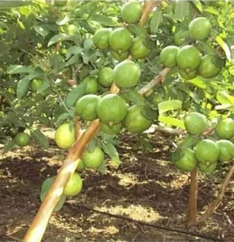 Full Sun Exposure Green Guava Plant For Fruits At Rs 1500 Unit In