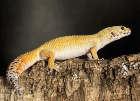 Is Your Reptile Pet At A Healthy Weight Reptile Bcs Petmd