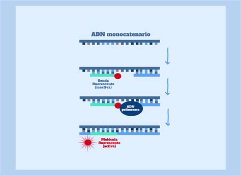 Diagnostico De Sars Cov Mediante Rt Pcr Cuantitativa Genotipia