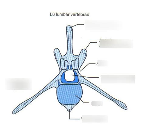 L6 Lumbar vertebrae Diagram | Quizlet