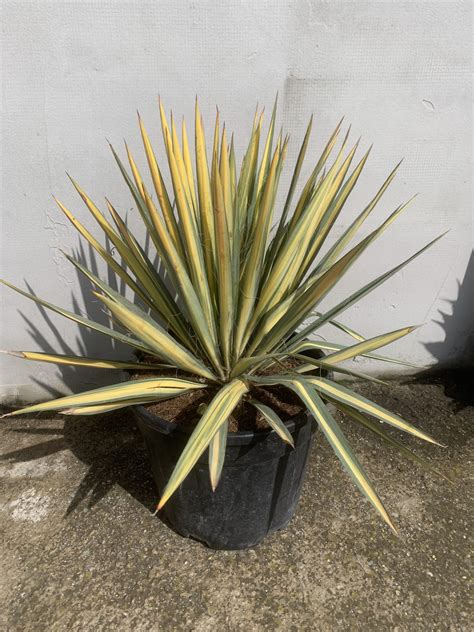 Yucca Filamentosa Color Guard Desert Garden