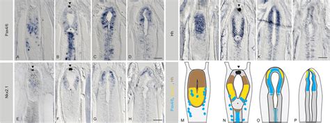 Late Regionalisation Of The Telencephalic Like Domain In Amphioxus Ad Download Scientific