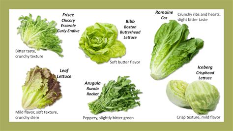 Types Of Lettuce For Salads