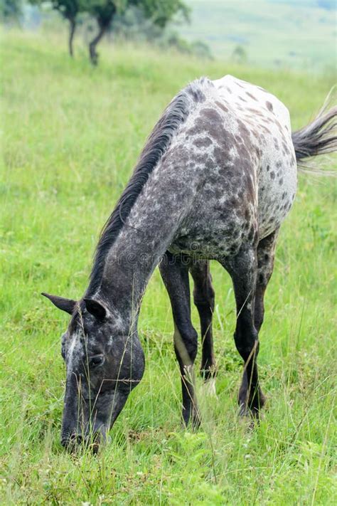 Dotted Horse Stock Image Image Of Spot Saddle Grass 51152429