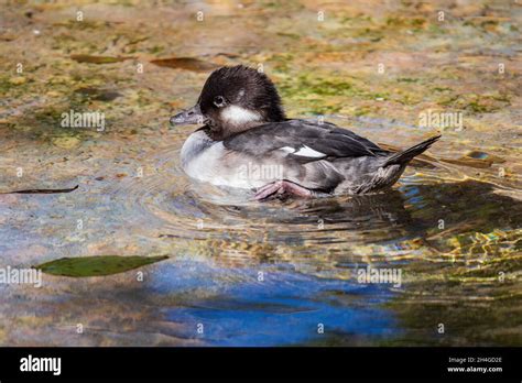 Close Up Shoot Of Bufflehead At Oklahoma Stock Photo Alamy