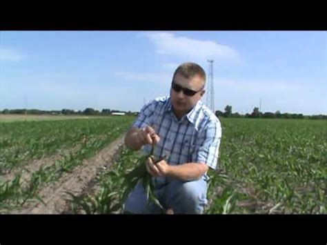 Rootless Corn Syndrome YouTube