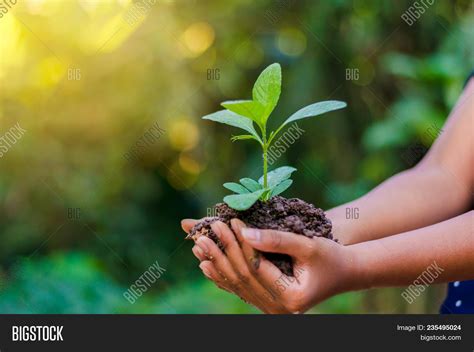 Hands Trees Growing Image And Photo Free Trial Bigstock