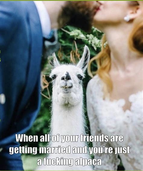 alpaca meme - Meme by scoobermeal :) Memedroid