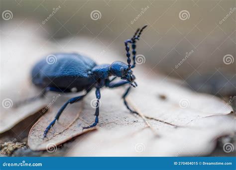 Meloe Violaceus The Violet Oil Beetle Stock Image Image Of Animal