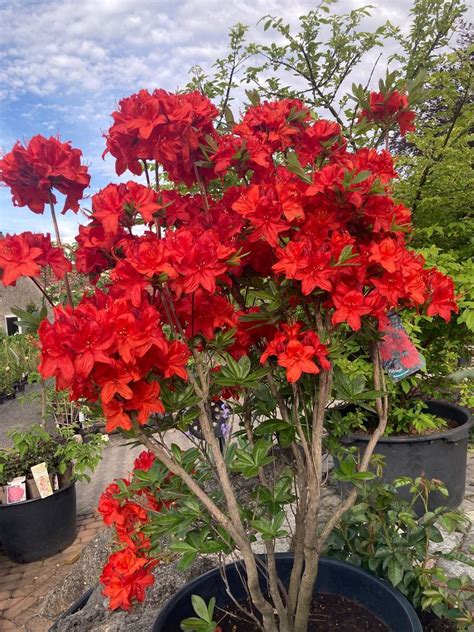 Azaleen Rhododendron Spiess Baumschule Gartengestaltung Wahlsburg