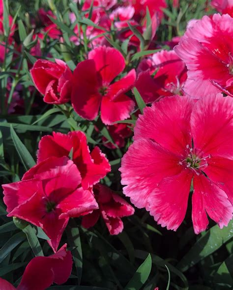#plantoftheday Annual Dianthus... - North Haven Gardens