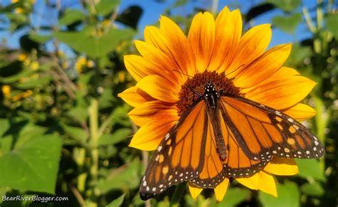 Maybe A Suitable Camera For Nature Photography Is Already In Your Back Pocket – Bear River Blogger