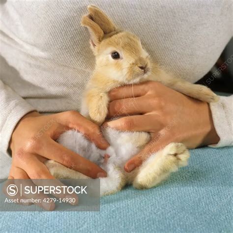 Pygmy Rabbit Determine The Sex Female Rabbit SuperStock