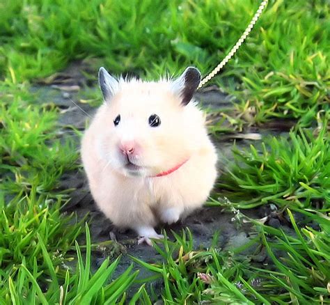 Watching A Bird Fly By Cute Hamsters Hamster Pet Birds