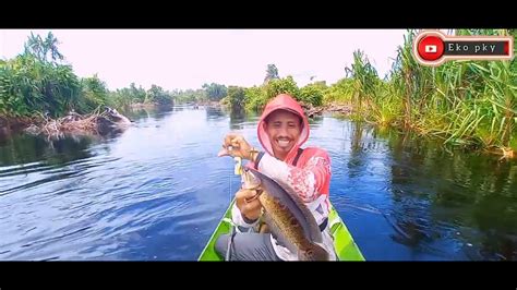 Mancing Toman Kerandang Di Sini Tempatnya Mancing Casting Youtube