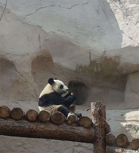 媒体：莫斯科动物园大熊猫乐见游客回归 - 2020年9月30日, 俄罗斯卫星通讯社