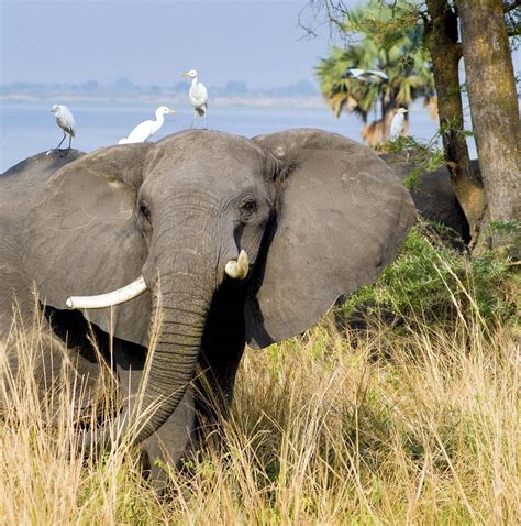 10 Best Chobe National Park Tours & Trips 2024/2025 - TourRadar