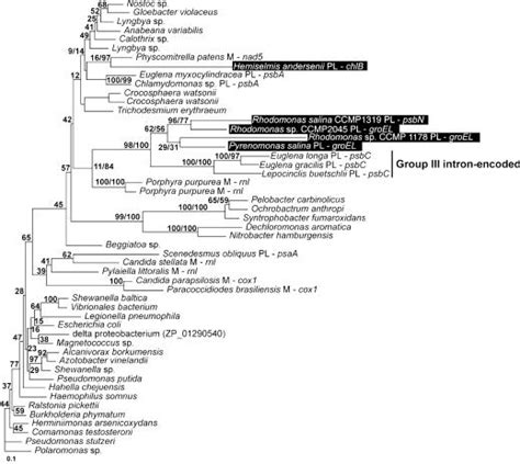 Lateral Transfer Of Introns In The Cryptophyte Plastid Genome Protein