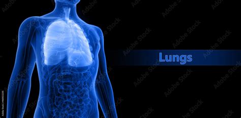 Human Respiratory System Lungs Anatomy Stock Illustration | Adobe Stock