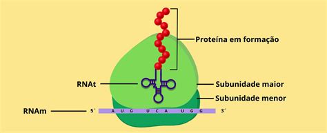 Qual É A Função Do Ribossomo - Ribossomos e Síntese Proteica – Atlas Interativo de Biologia Celular