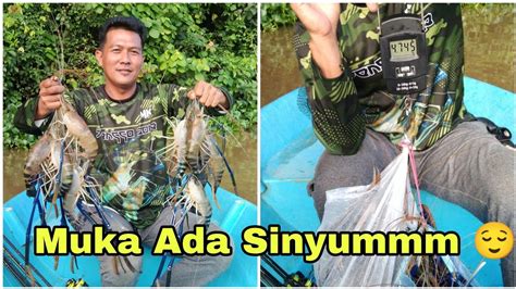 Udang Galah Jenggo 108 Giant River Prawn Sungai Suai YouTube