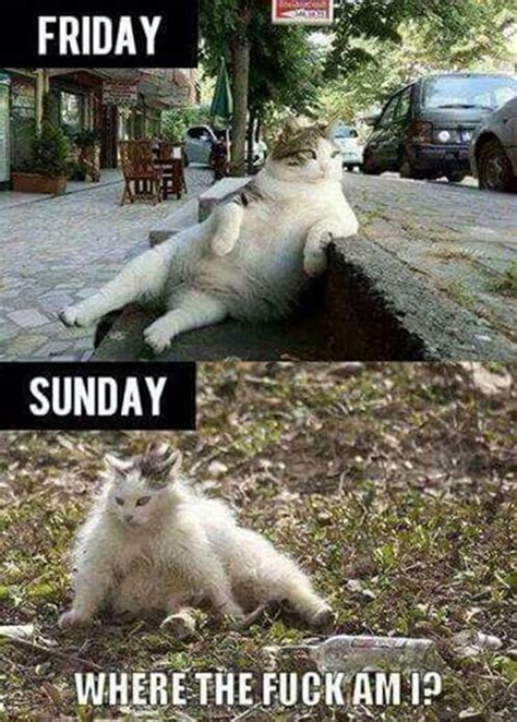 105 Funny Sunday Memes With Beautiful Hilarious Images – BoomSumo