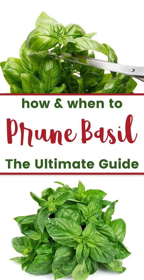 Optimize your basil plant growth with these trimming tips!