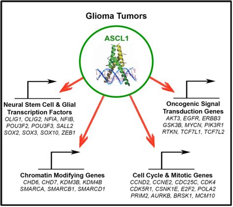 Ascl1 Regulates Neurodevelopmental Transcription Factors And Cell Cycle