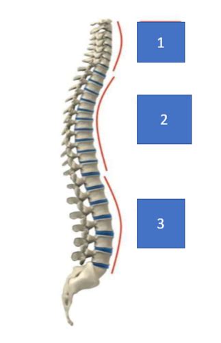 Case General Spine And Cervical Vertebrae Flashcards Quizlet