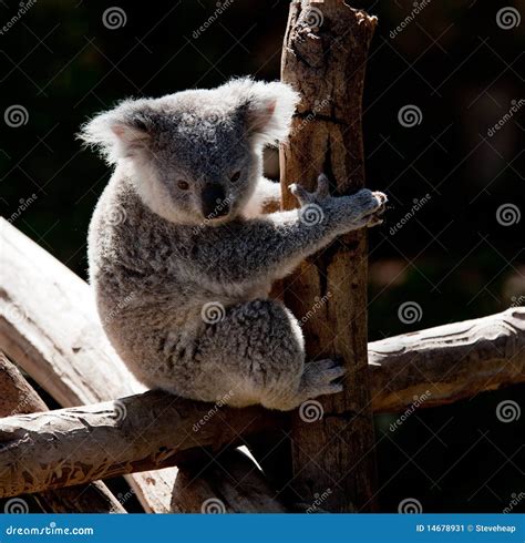 Koala Bear Cuddling on a Branch Stock Image - Image of aussie, mammal: 14678931