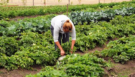 Recomendaciones para encarar la huerta en el otoño Infocampo