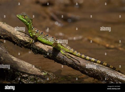 Basilisk Lizard Walking On Water