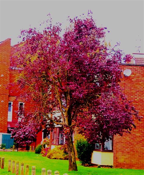 Burgundy tree – aspiblog