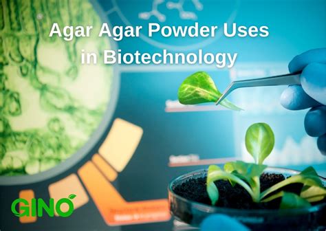 Agar Agar Powder Uses: Unlocking the Versatility