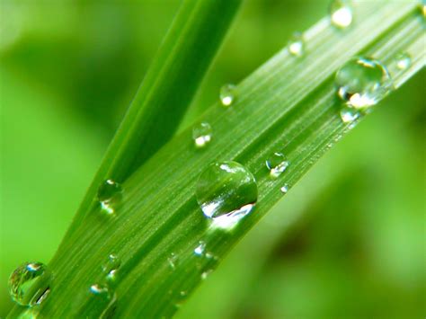 Kostenlose Foto Wasser Natur Gras Fallen Tau Pflanze Rasen