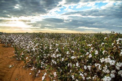 Fondo Di Struttura Della Piantagione Del Campo Del Cotone Fotografia