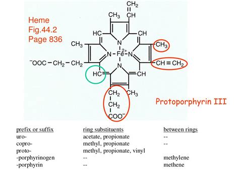 PPT - PORPHYRIN AND HEME METABOLISM PowerPoint Presentation, free ...