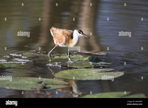 African Jacana Actophilornis Africanus South Africa Stock Photo Alamy