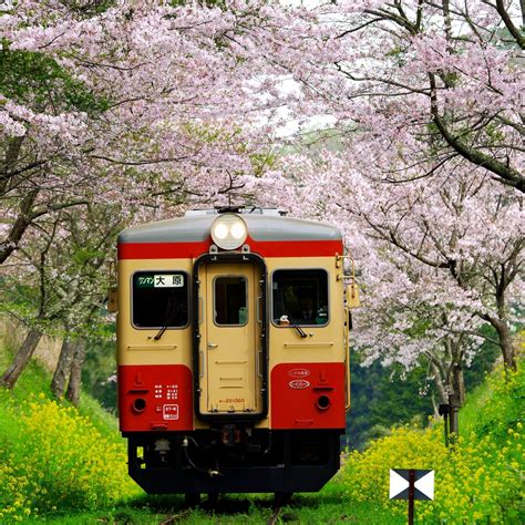 桜トンネル 2016 By ペコおやじ （id：5538865） 写真共有サイトphotohito